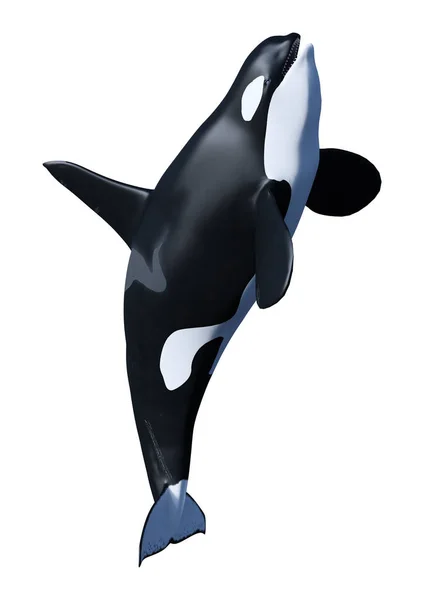 Detail Killer Whale 3d Google Nomer 23