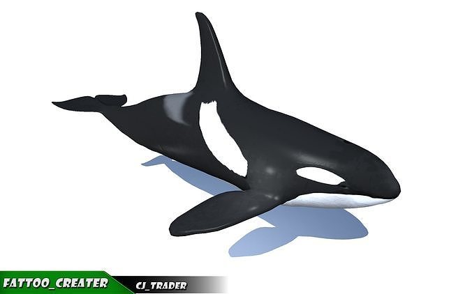 Detail Killer Whale 3d Google Nomer 24