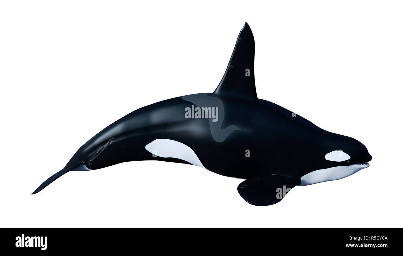 Detail Killer Whale 3d Google Nomer 27