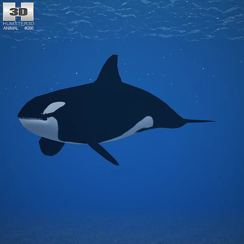 Detail Killer Whale 3d Google Nomer 4