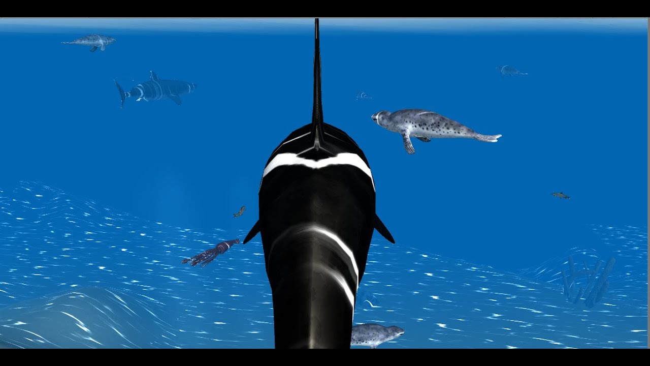 Detail Killer Whale 3d Google Nomer 31