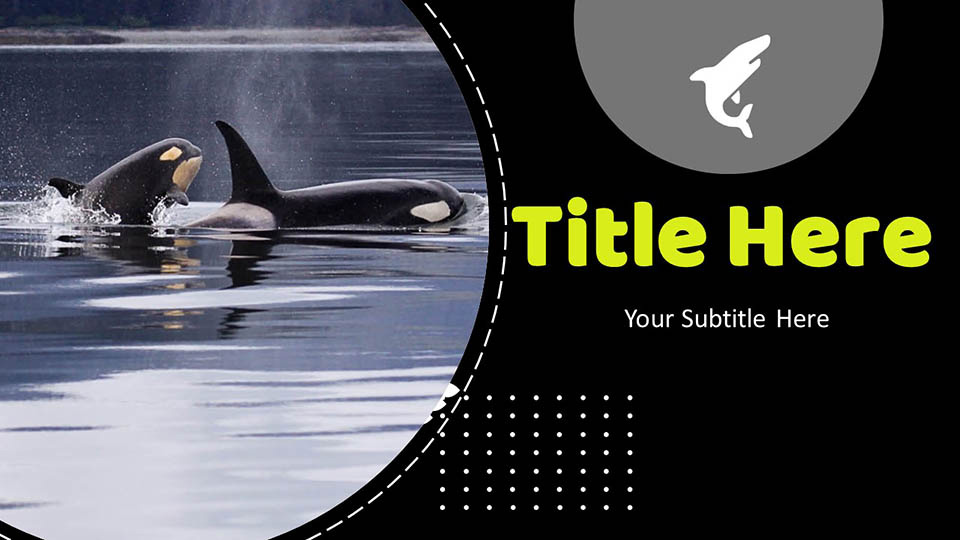 Detail Killer Whale 3d Google Nomer 33