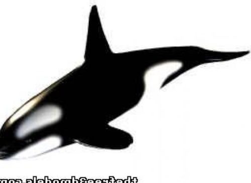 Detail Killer Whale 3d Google Nomer 37