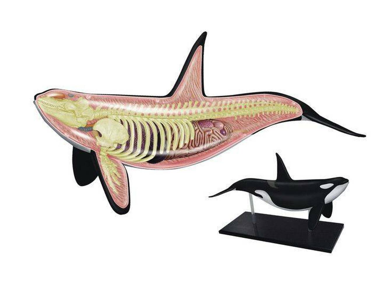 Detail Killer Whale 3d Google Nomer 40