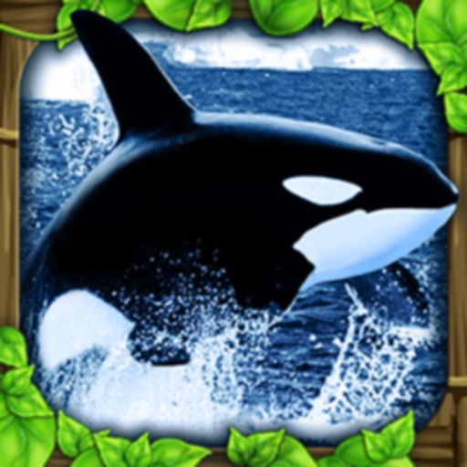 Detail Killer Whale 3d Google Nomer 45