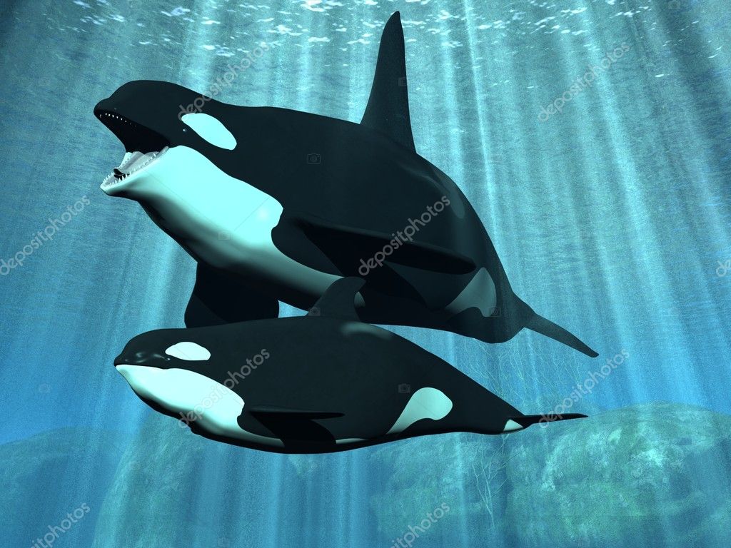 Detail Killer Whale 3d Google Nomer 47