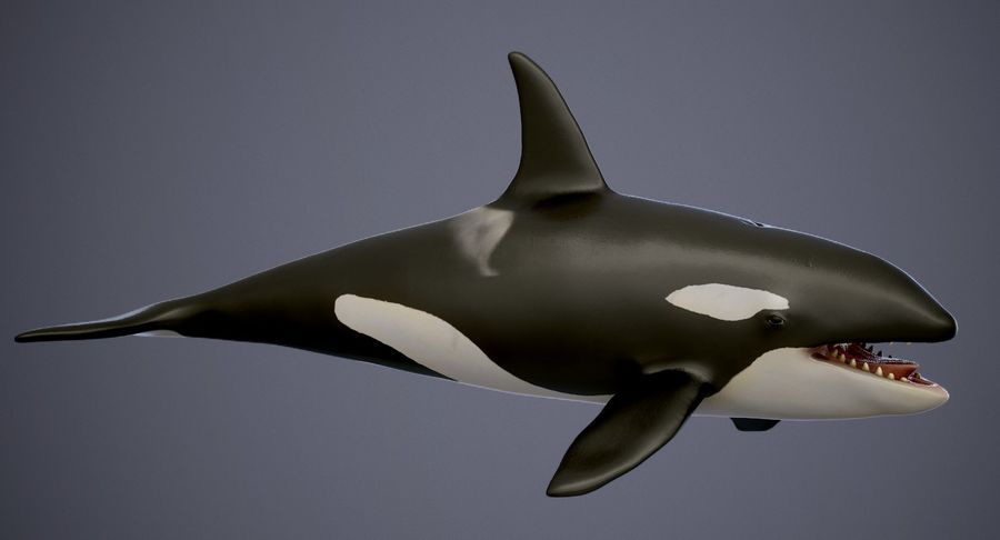 Detail Killer Whale 3d Google Nomer 6