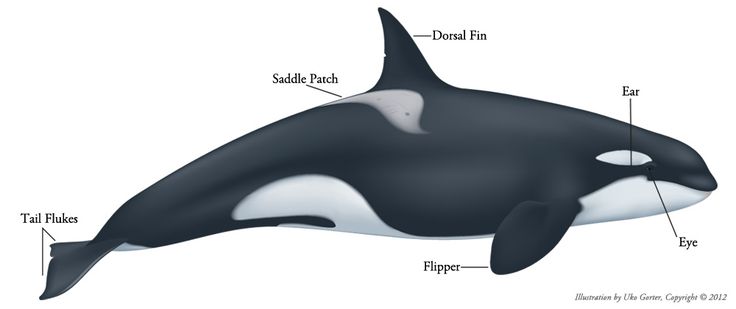 Detail Killer Whale 3d Google Nomer 50