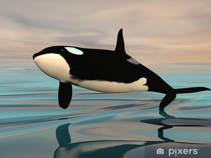 Detail Killer Whale 3d Google Nomer 51