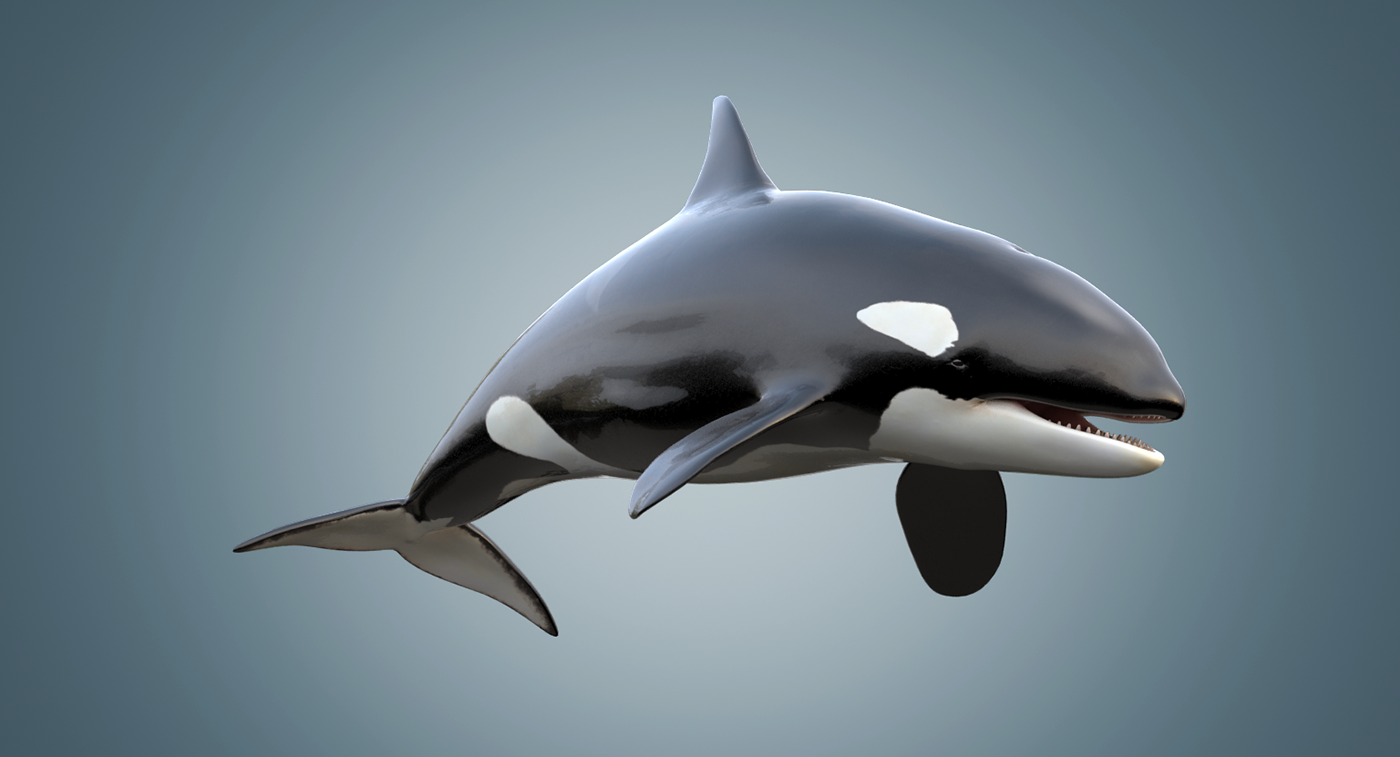 Detail Killer Whale 3d Google Nomer 56