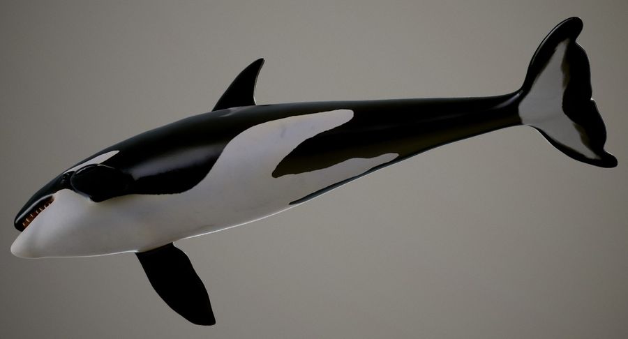Detail Killer Whale 3d Google Nomer 9