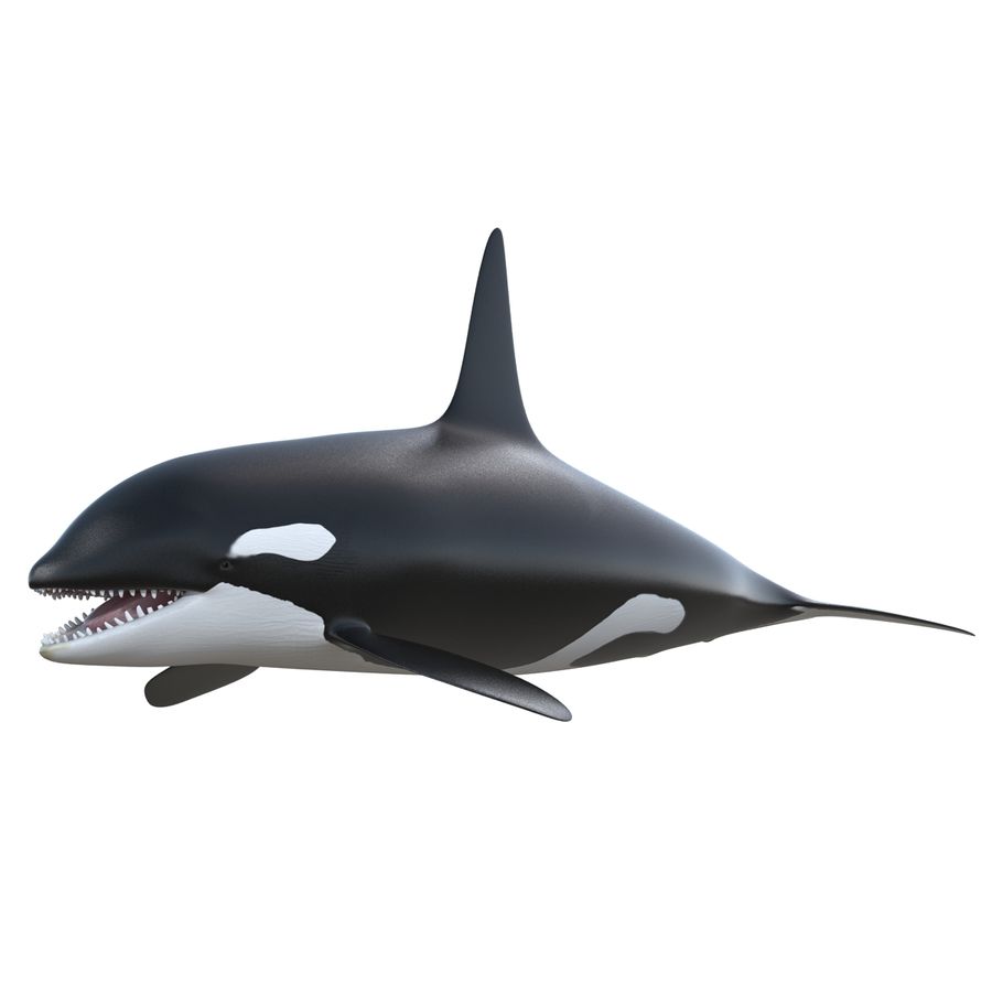 Detail Killer Whale 3d Google Nomer 10