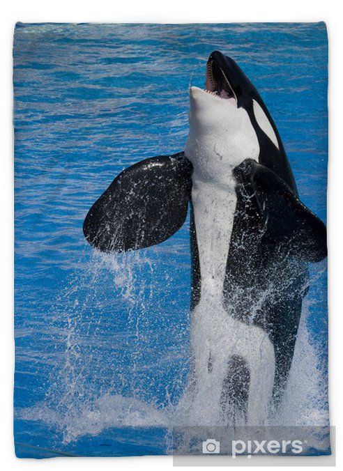 Detail Killer Whale Blanket Nomer 14