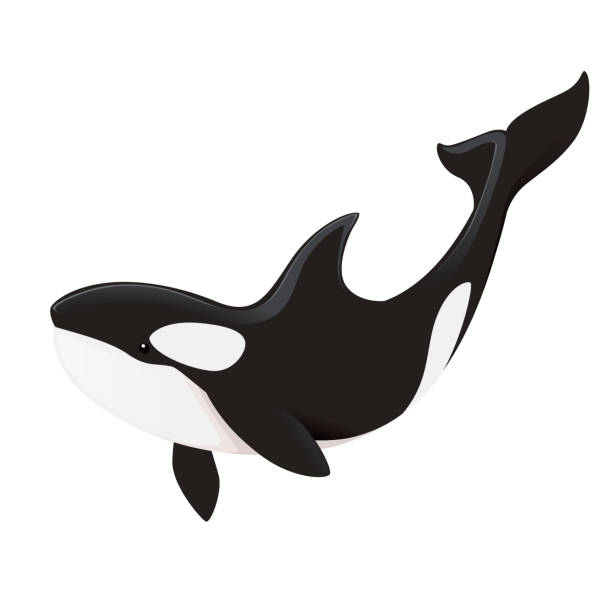 Detail Killer Whale Illustrations Nomer 2