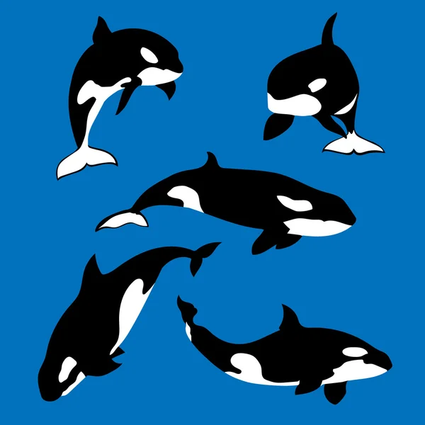 Detail Killer Whale Illustrations Nomer 11
