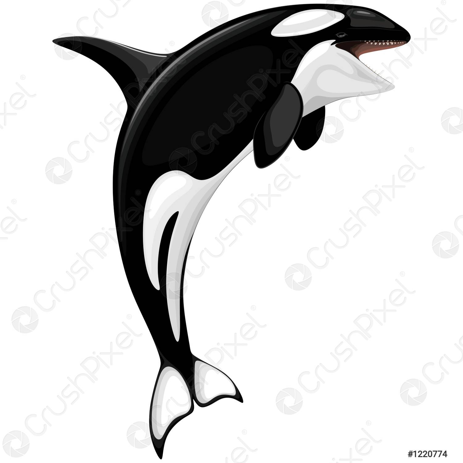 Detail Killer Whale Illustrations Nomer 12