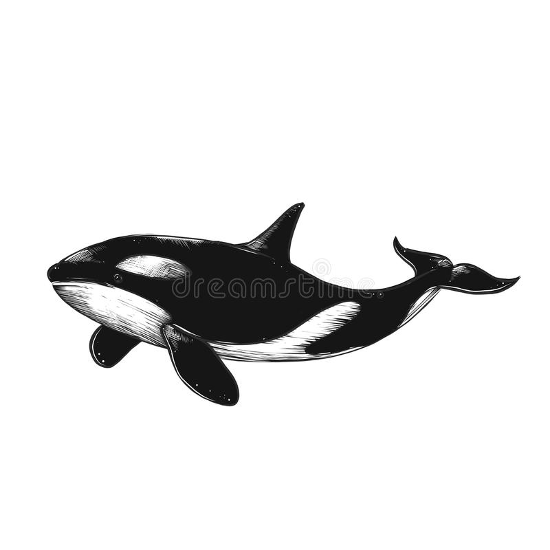 Detail Killer Whale Illustrations Nomer 13