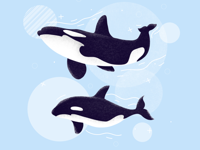 Detail Killer Whale Illustrations Nomer 14
