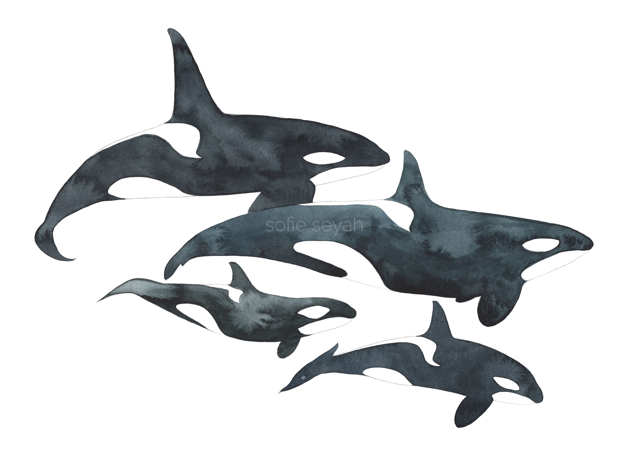 Detail Killer Whale Illustrations Nomer 15