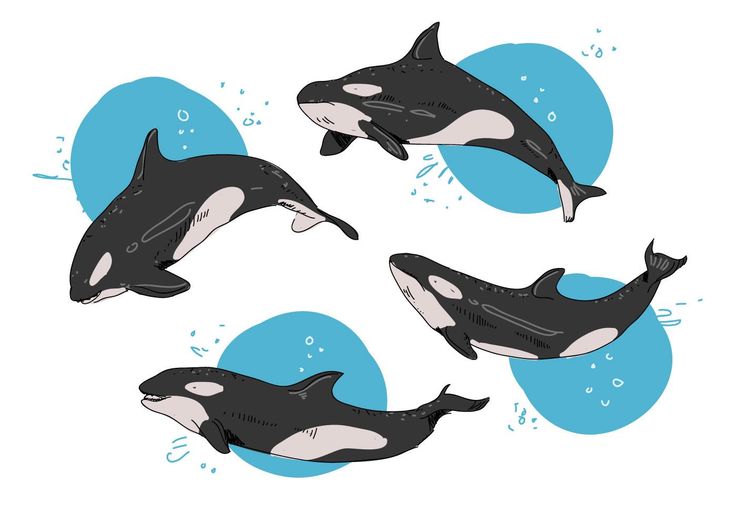 Detail Killer Whale Illustrations Nomer 16