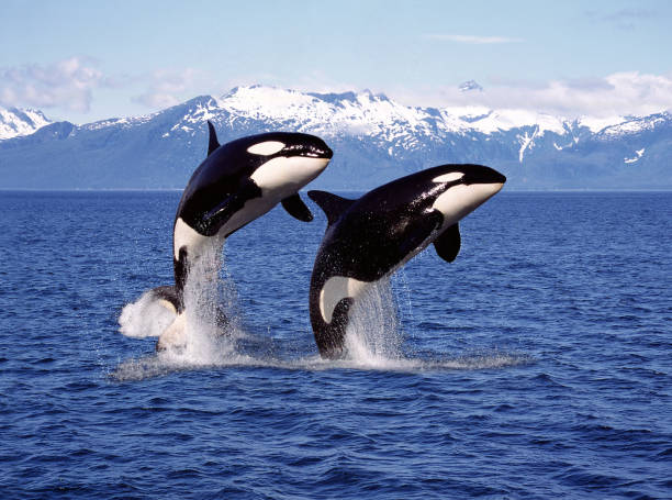 Detail Killer Whale Illustrations Nomer 18