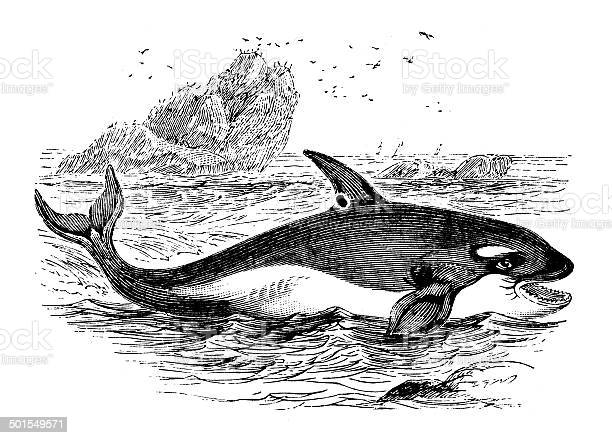 Detail Killer Whale Illustrations Nomer 22