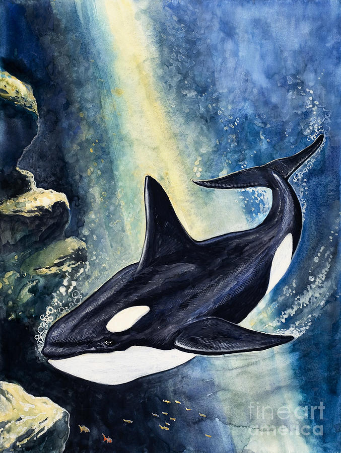 Detail Killer Whale Illustrations Nomer 26