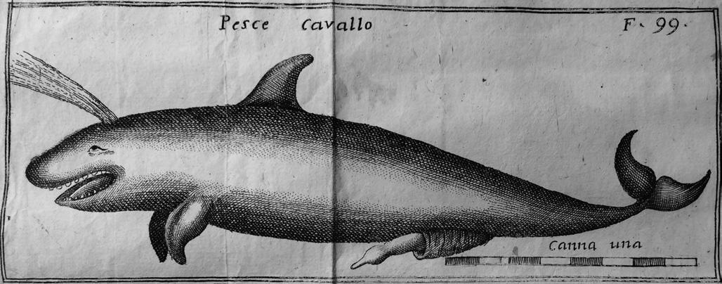 Detail Killer Whale Illustrations Nomer 27