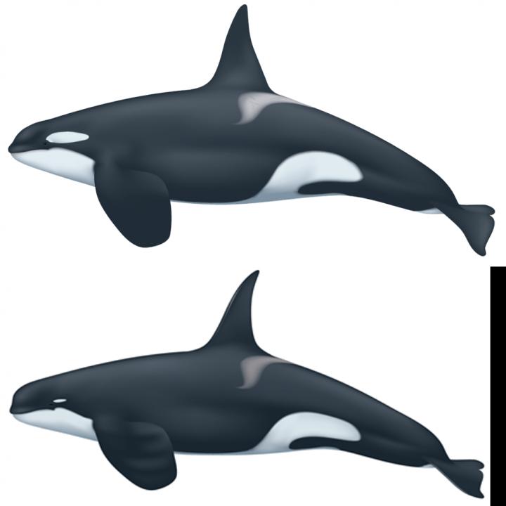Detail Killer Whale Illustrations Nomer 28