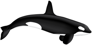 Detail Killer Whale Illustrations Nomer 30