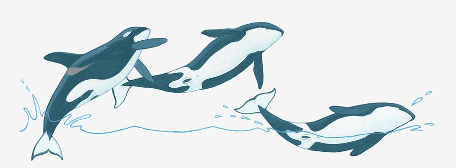 Detail Killer Whale Illustrations Nomer 31