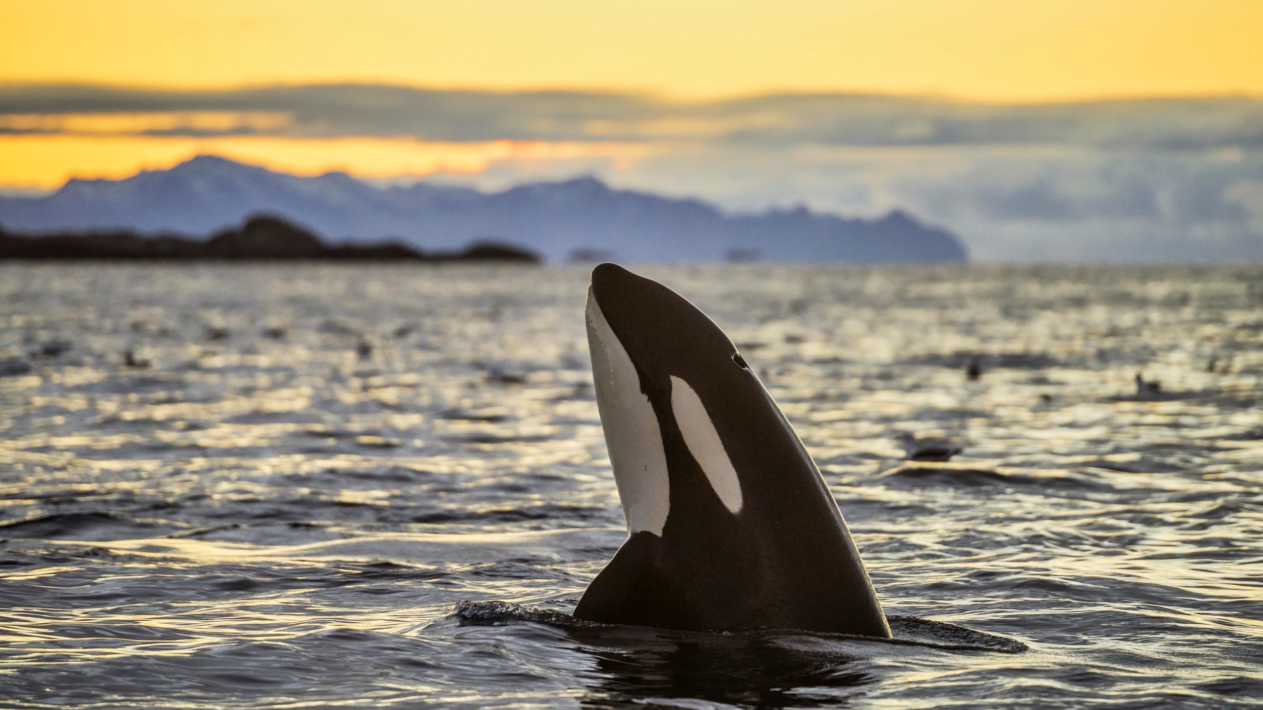 Detail Killer Whale Illustrations Nomer 37