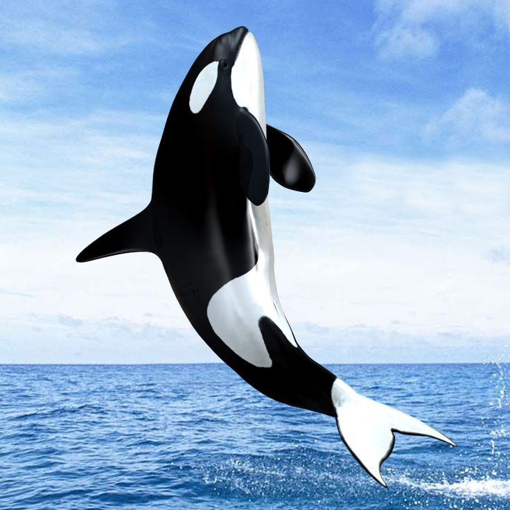 Detail Killer Whale Illustrations Nomer 42