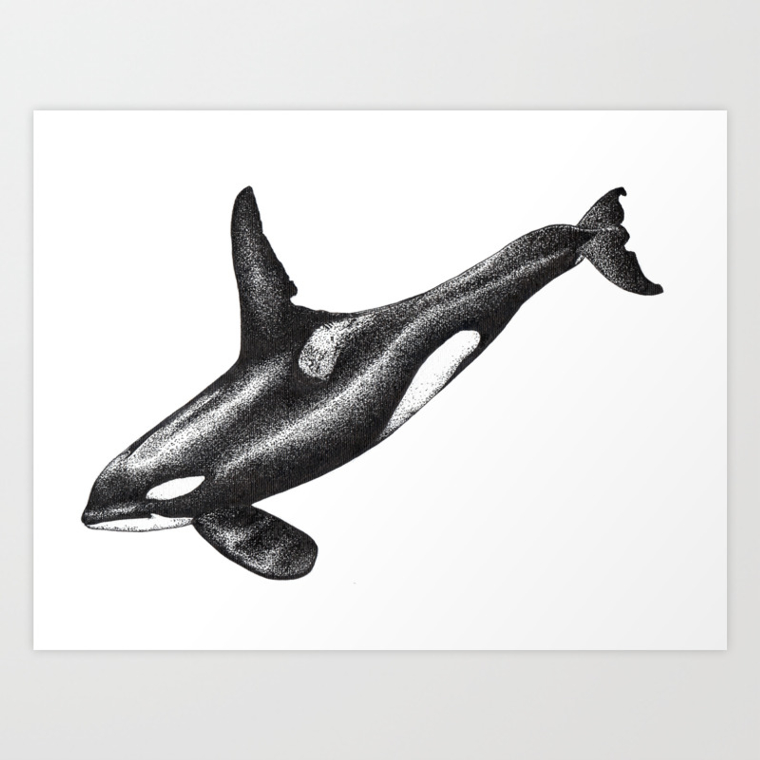 Detail Killer Whale Illustrations Nomer 43