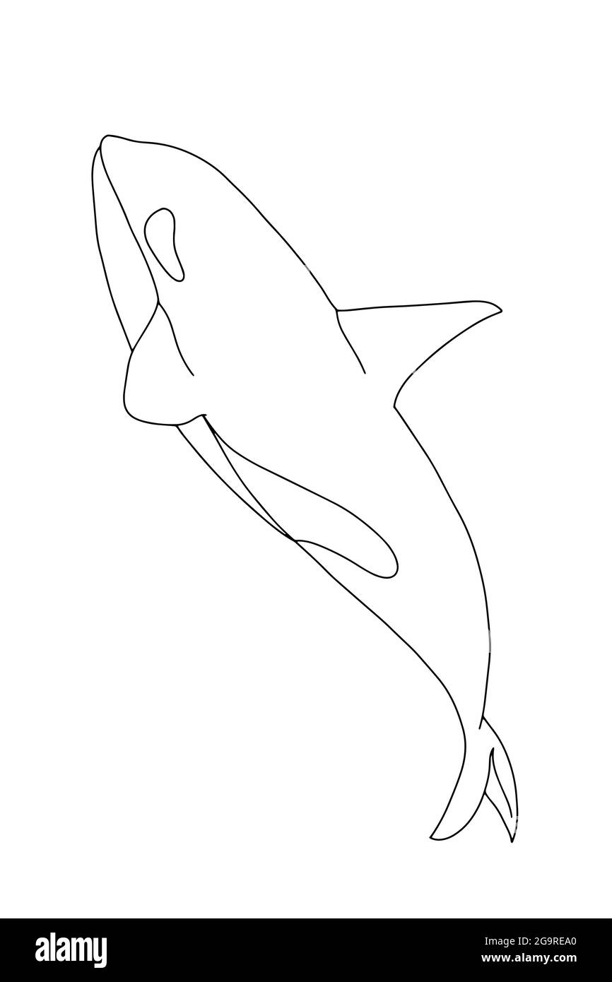 Detail Killer Whale Illustrations Nomer 47