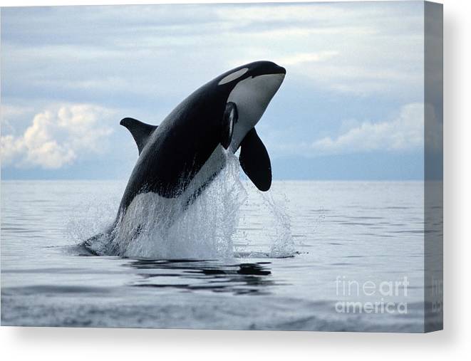 Detail Killer Whale Illustrations Nomer 48