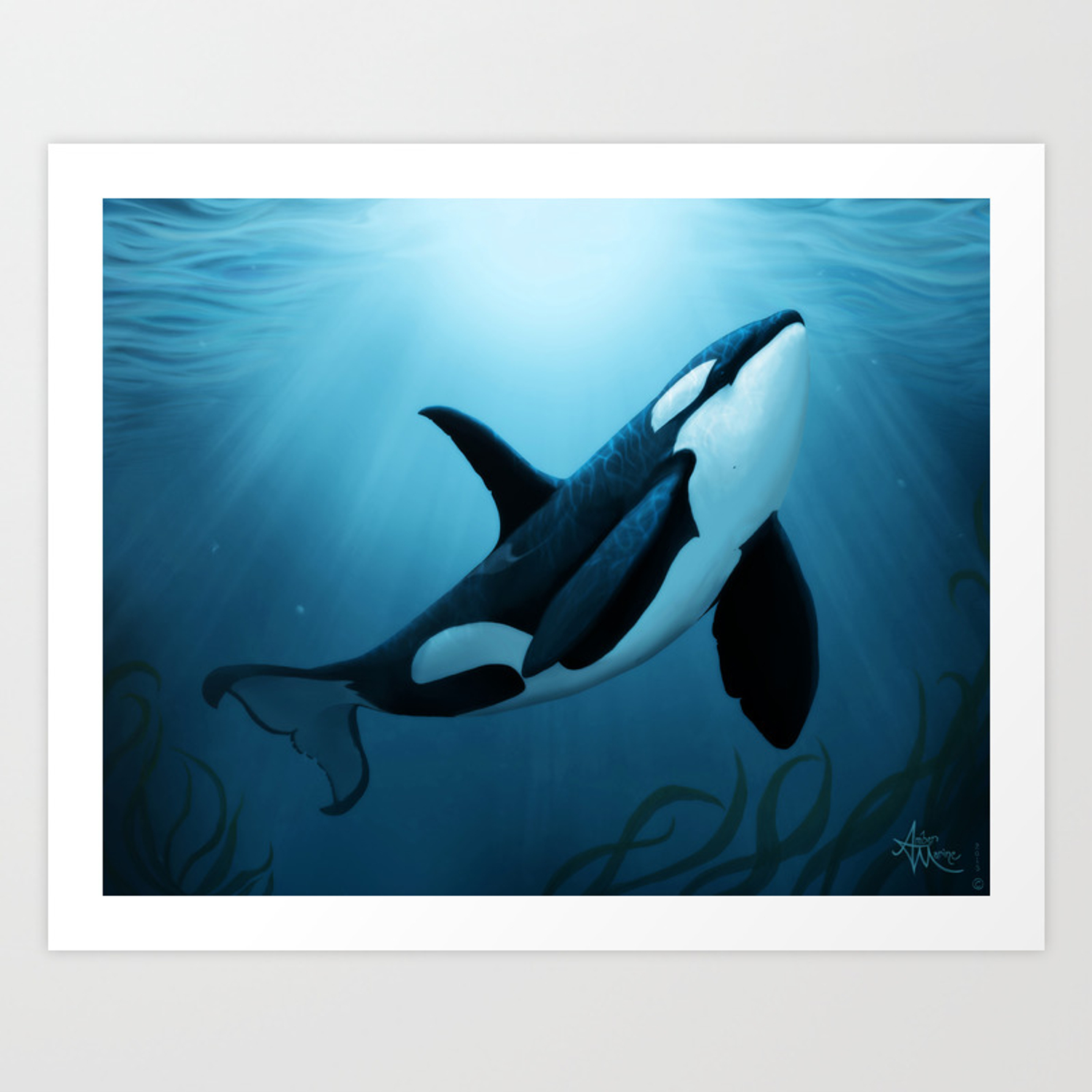 Detail Killer Whale Illustrations Nomer 50