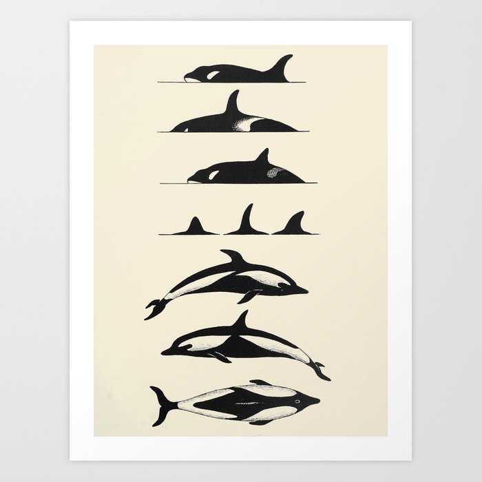 Detail Killer Whale Illustrations Nomer 51