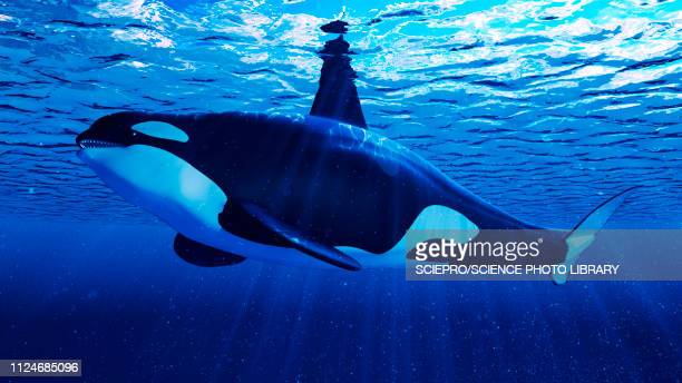 Detail Killer Whale Illustrations Nomer 52
