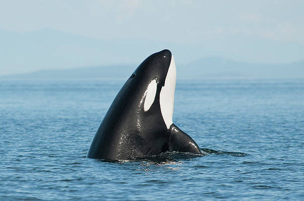 Detail Killer Whale Illustrations Nomer 53