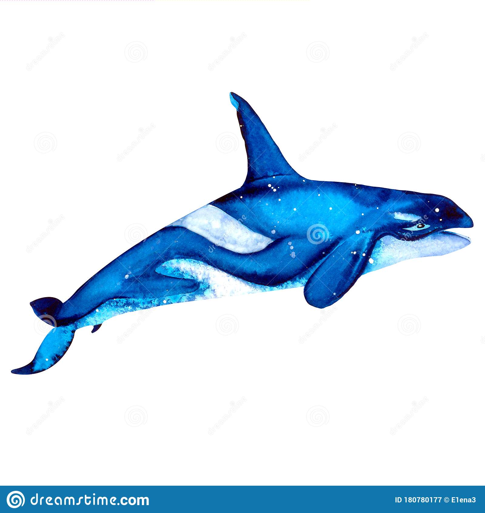 Detail Killer Whale Illustrations Nomer 54