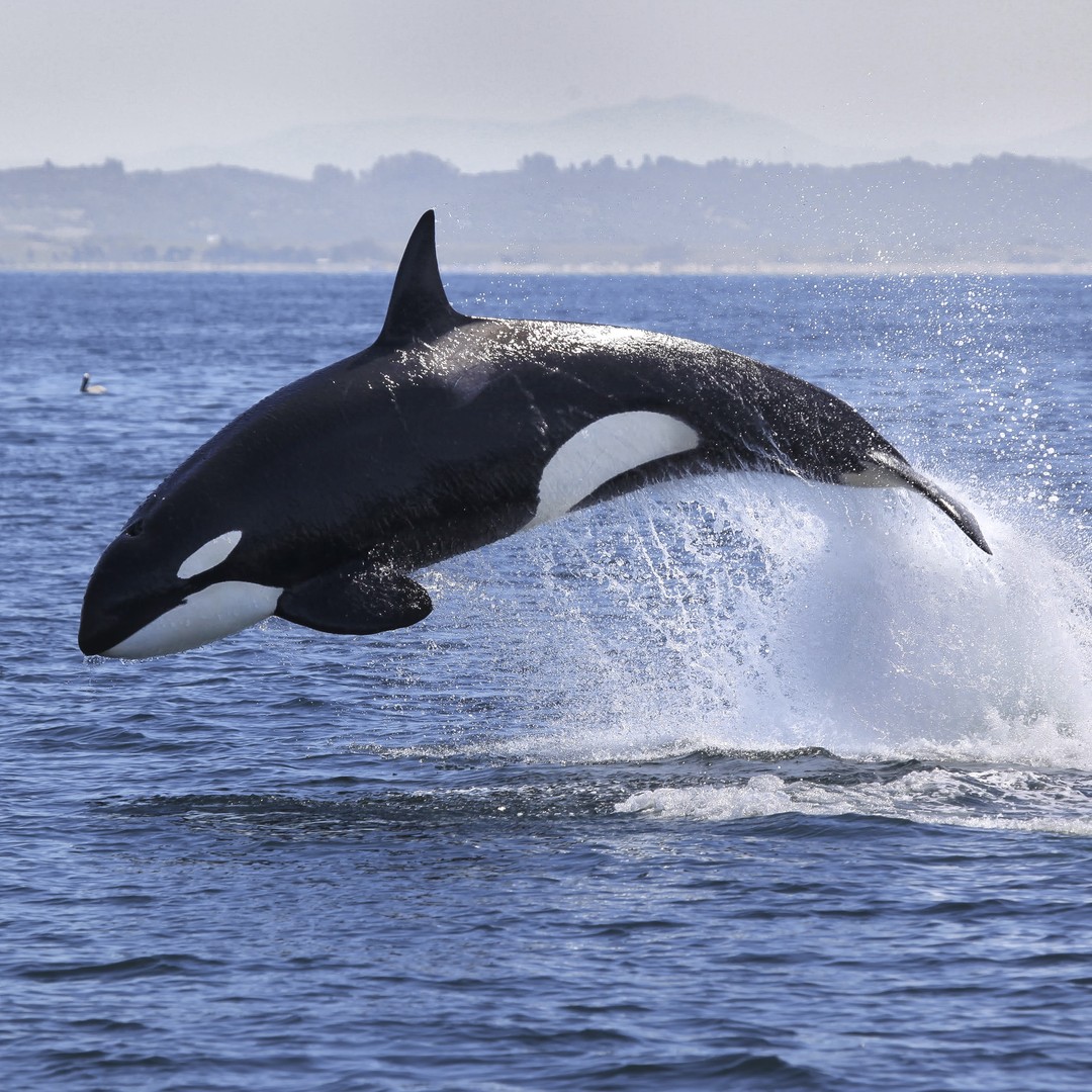 Detail Killer Whale Illustrations Nomer 57
