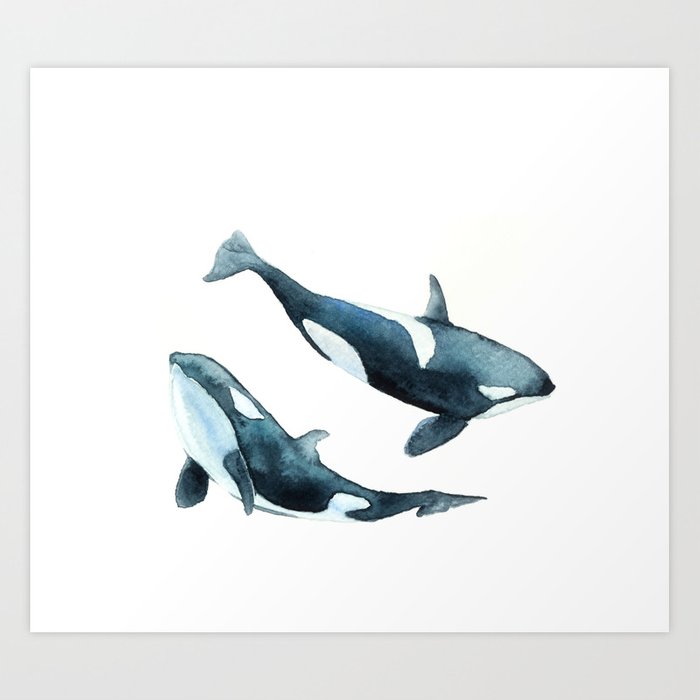 Detail Killer Whale Illustrations Nomer 7