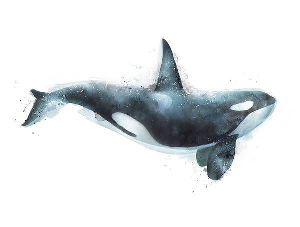 Detail Killer Whale Illustrations Nomer 8