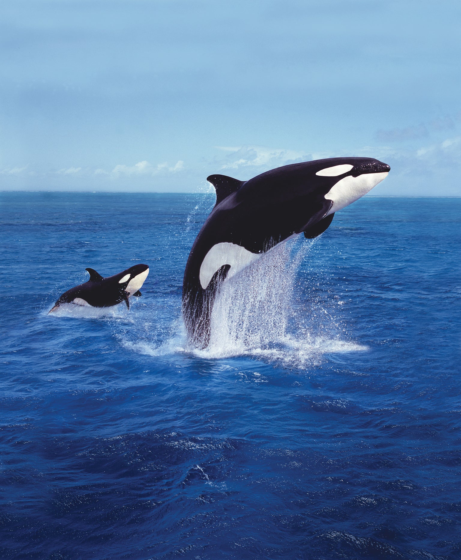 Detail Killer Whale Image Nomer 11