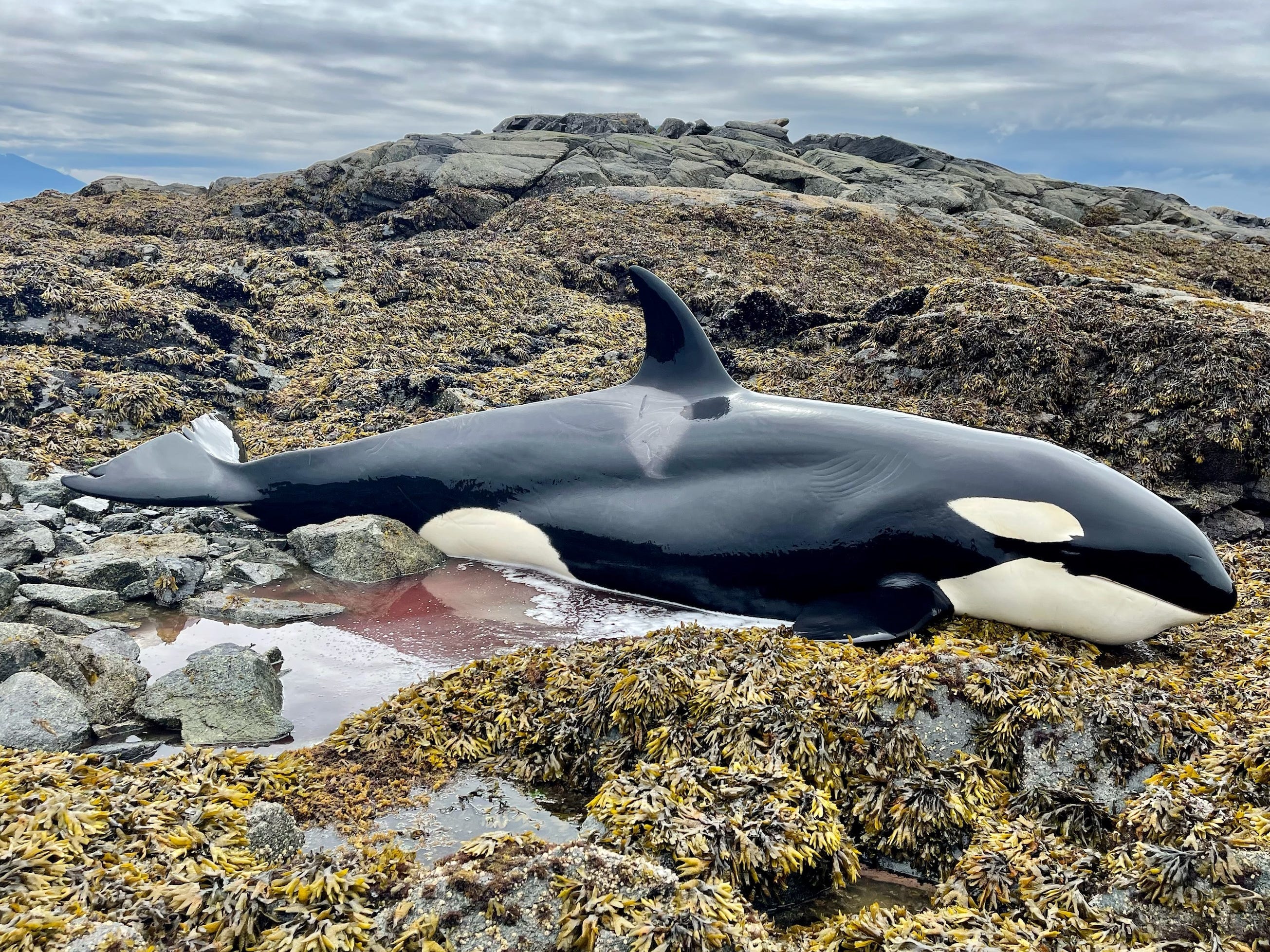 Detail Killer Whale Image Nomer 12