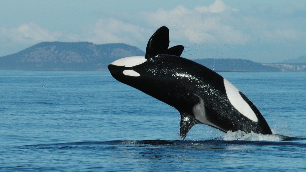 Detail Killer Whale Image Nomer 13