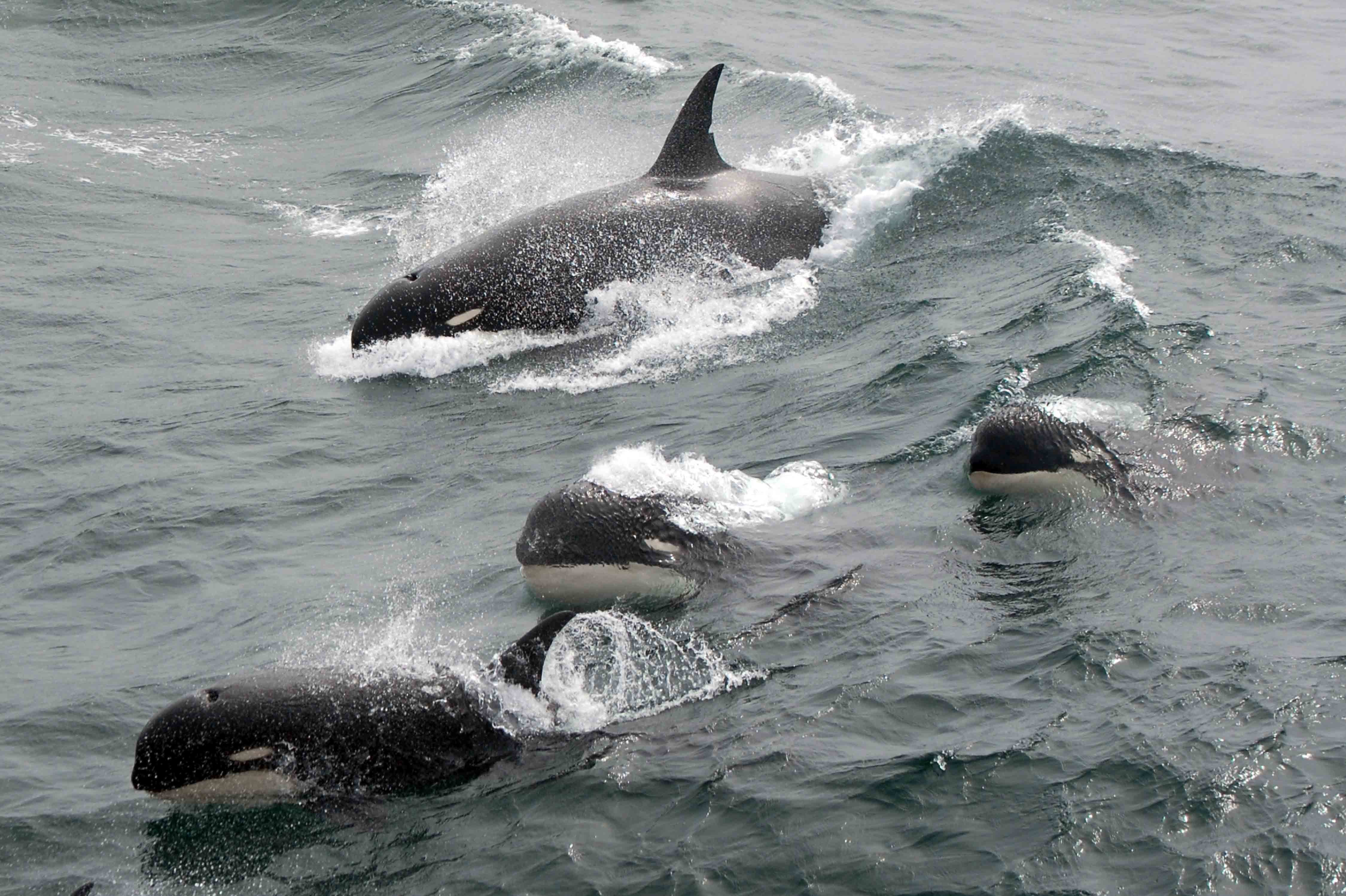 Detail Killer Whale Image Nomer 14