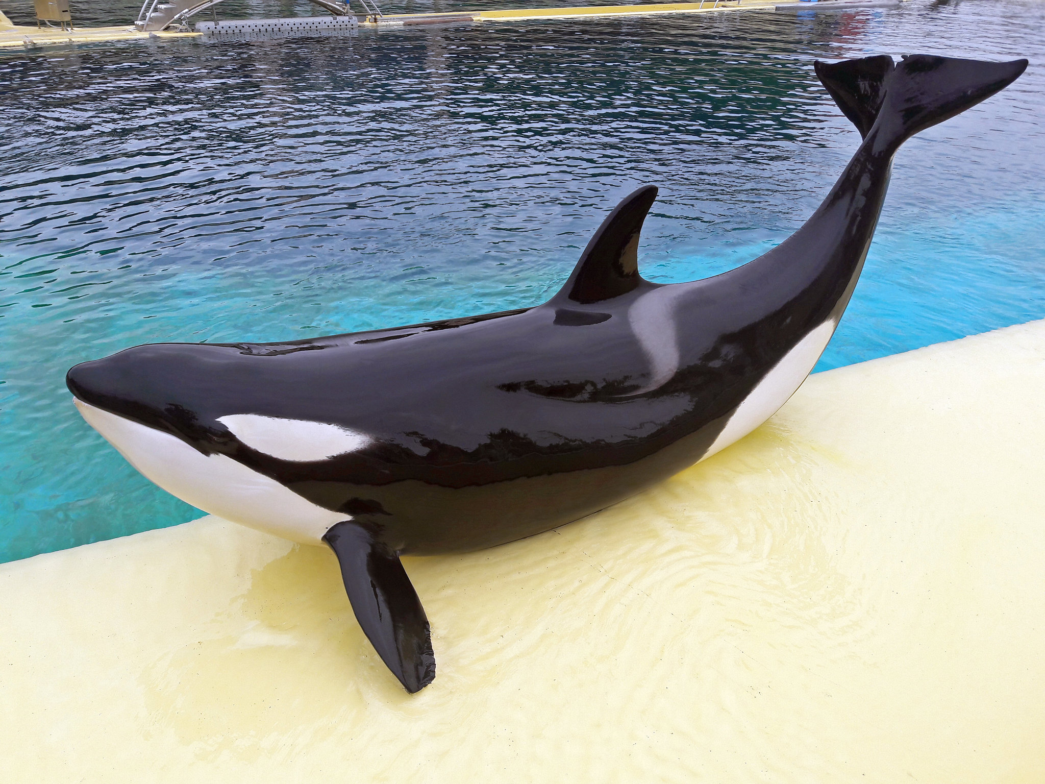 Detail Killer Whale Image Nomer 15