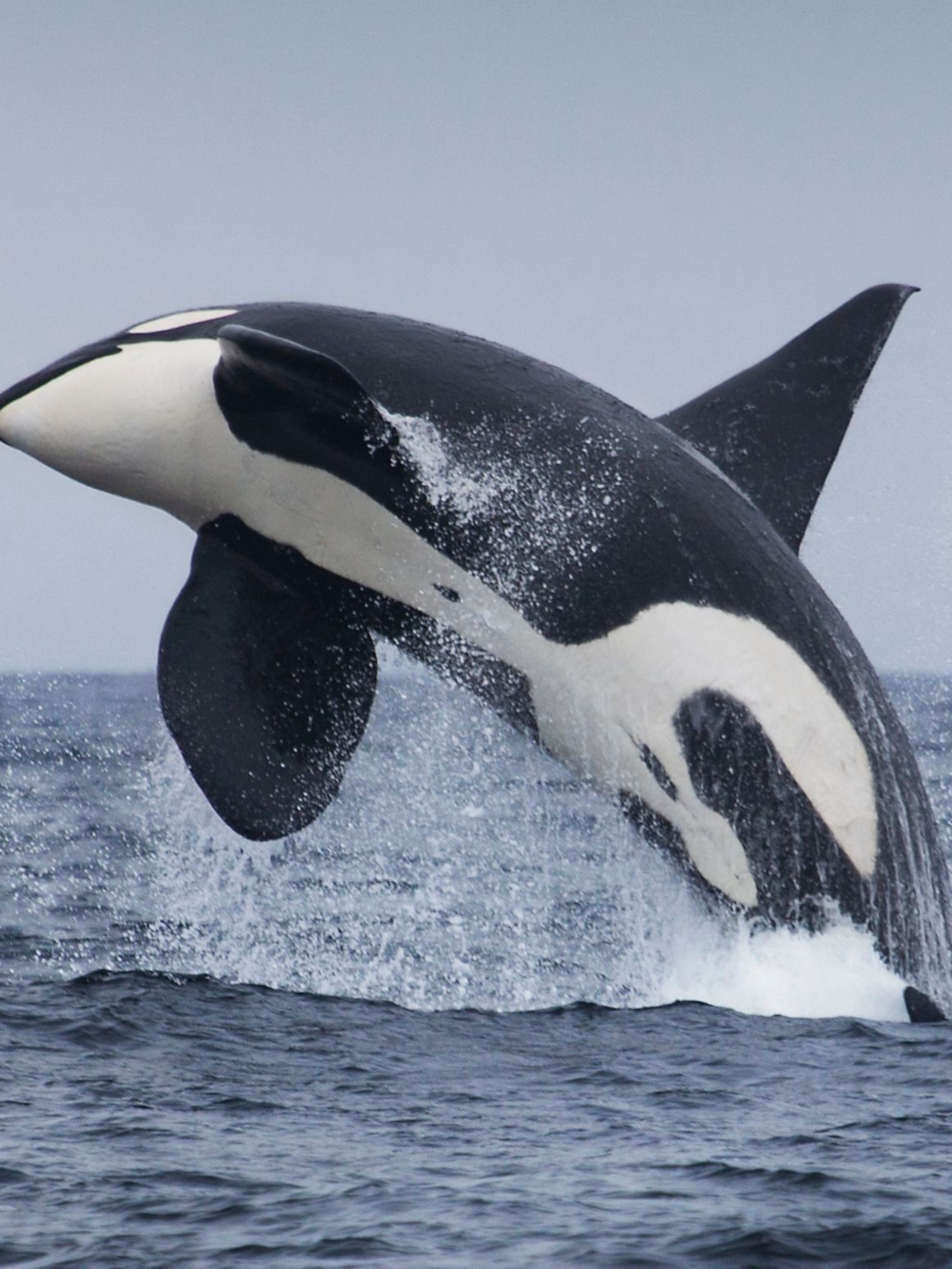 Detail Killer Whale Image Nomer 16